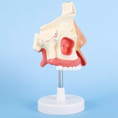 Tamanho da vida anatomia do nariz humano modelo sentido órgão cavidade nasal modelo anatômico ciências médicas equipamento educacional ensino