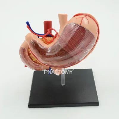 4d destacável estômago modelo removível órgãos humanos modelo anatômico equipamento educacional ciências médicas sistema digestivo