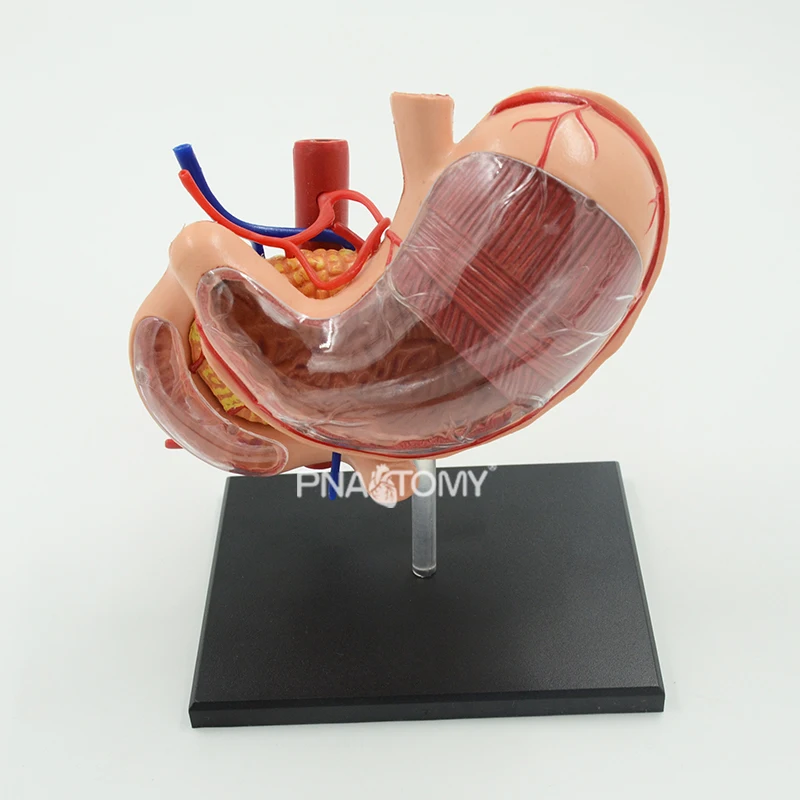 4d destacável estômago modelo removível órgãos humanos modelo anatômico equipamento educacional ciências médicas sistema digestivo