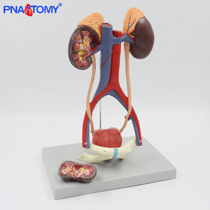 Sistema urinário modelo ciência médica humana modelo anatômico bexiga anatomia renal artéria e veias ferramenta de ensino médico