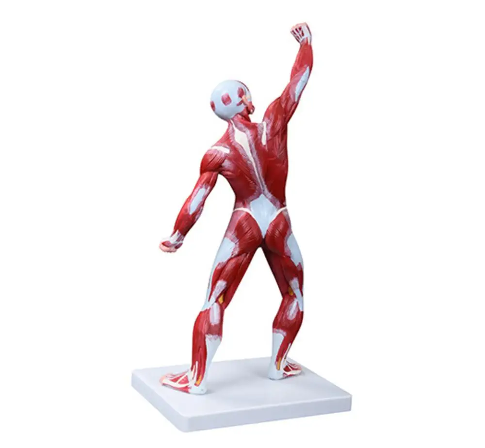 Modelo muscular de anatomia médica humana de 50 cm 1 parte - Image 2