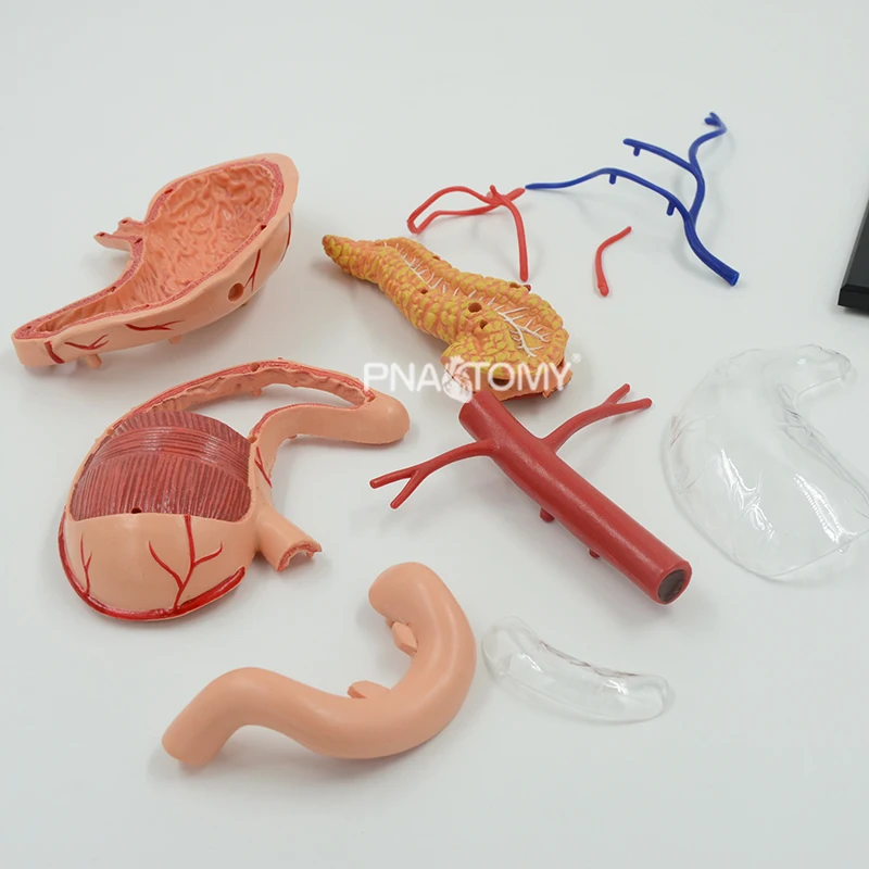 4d destacável estômago modelo removível órgãos humanos modelo anatômico equipamento educacional ciências médicas sistema digestivo - Image 3