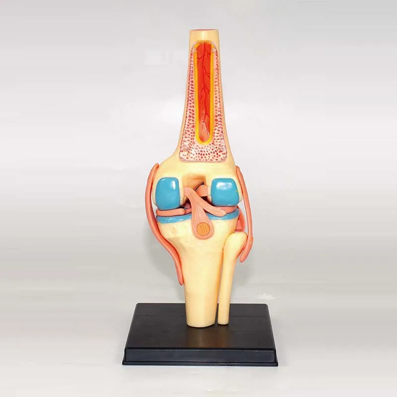 Modelo anatômico 4d de órgãos humanos da articulação do joelho, quebra-cabeça de ensino médico, montagem de brinquedos, popularização científica diy - Image 4