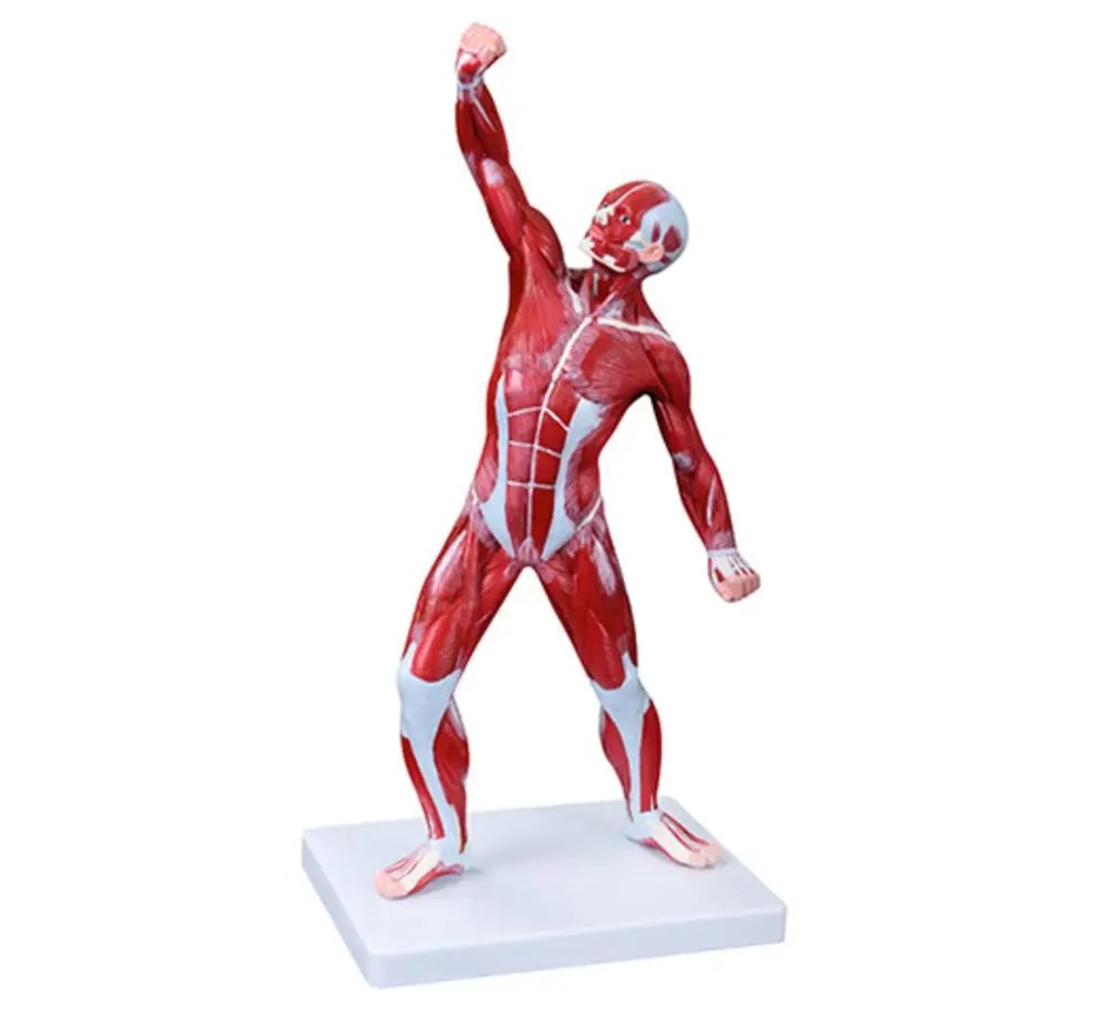 Modelo muscular de anatomia médica humana de 50 cm 1 parte