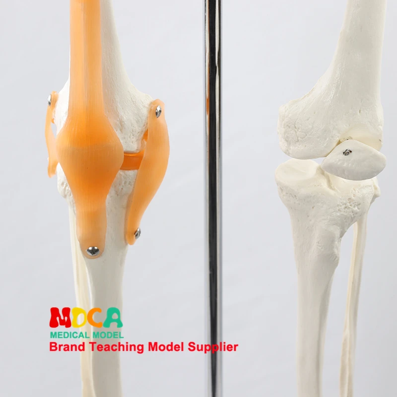 Modelo de esqueleto humano de 170cm com ligamento do nervo espinhal, corpo humano, anatomia de ioga, kit de modelo científico, ensino de medicina - Image 5