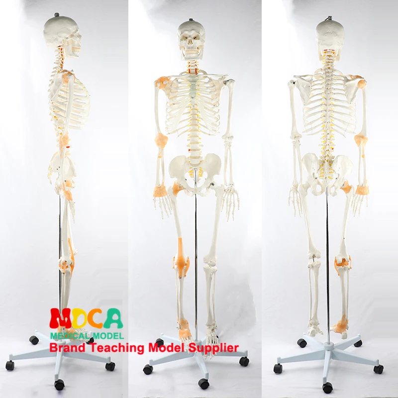 Modelo de esqueleto humano de 170cm com ligamento do nervo espinhal, corpo humano, anatomia de ioga, kit de modelo científico, ensino de medicina