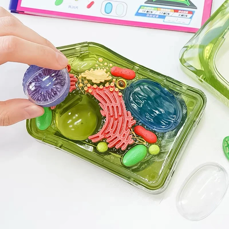Brinquedo de inteligência de célula 4d de planta, montagem de órgão humano, modelo de anatomia, ensino de medicina, aparelhos de ciências populares diy - Image 3