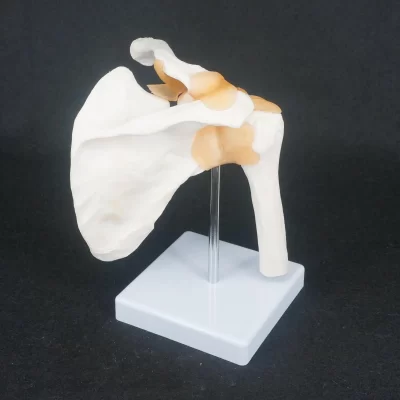 Anatomia médica humana do esqueleto do modelo anatômico da articulação do ombro do tamanho real do PVC para a estudo médico