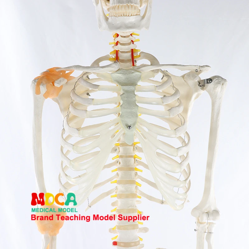 Modelo de esqueleto humano de 170cm com ligamento do nervo espinhal, corpo humano, anatomia de ioga, kit de modelo científico, ensino de medicina - Image 3