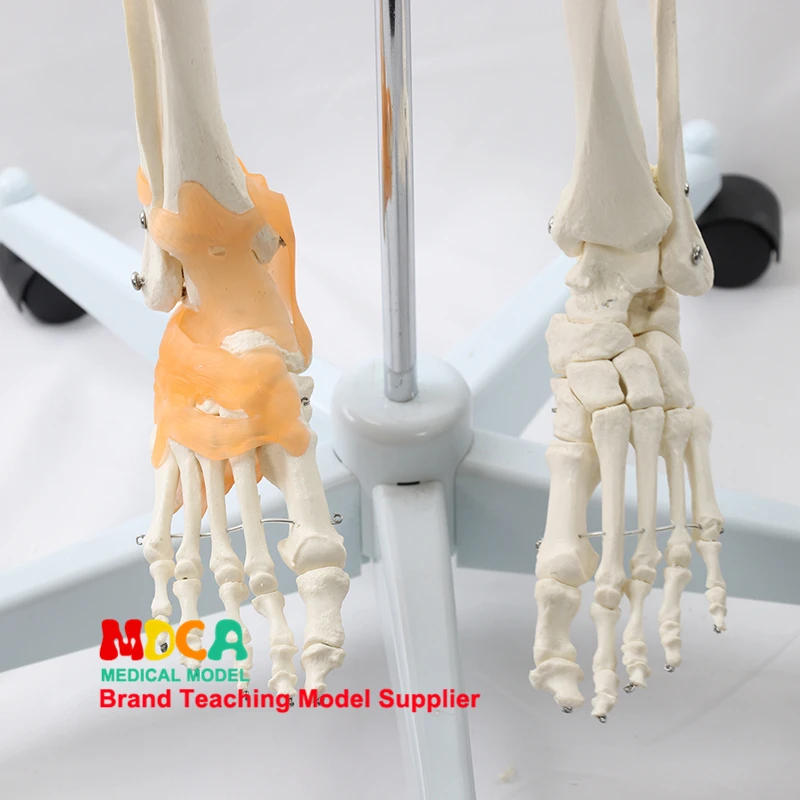 Modelo de esqueleto humano de 170cm com ligamento do nervo espinhal, corpo humano, anatomia de ioga, kit de modelo científico, ensino de medicina - Image 6