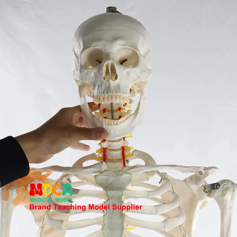 Modelo de esqueleto humano de 170cm com ligamento do nervo espinhal, corpo humano, anatomia de ioga, kit de modelo científico, ensino de medicina - Image 2