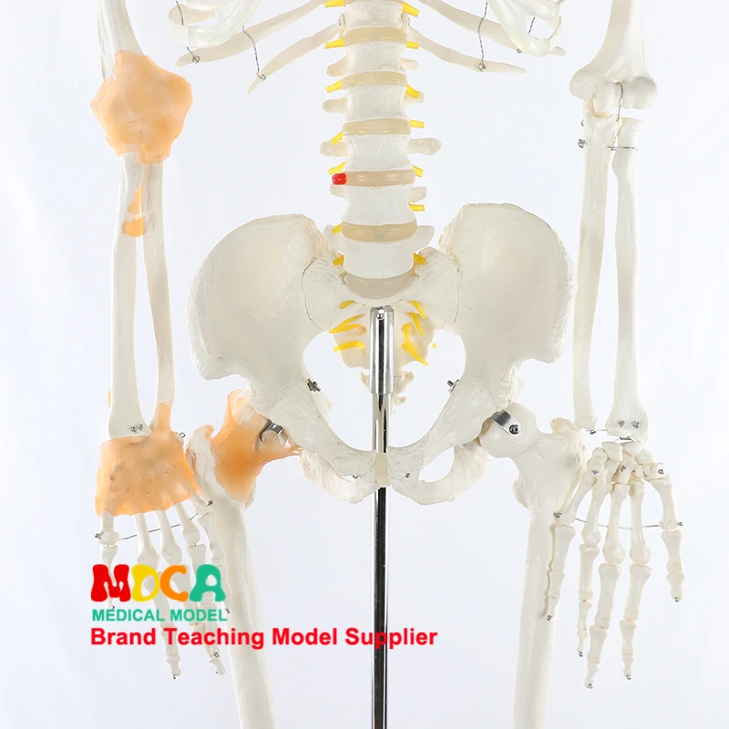 Modelo de esqueleto humano de 170cm com ligamento do nervo espinhal, corpo humano, anatomia de ioga, kit de modelo científico, ensino de medicina - Image 4