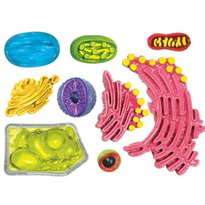 Brinquedo de inteligência de célula 4d de planta, montagem de órgão humano, modelo de anatomia, ensino de medicina, aparelhos de ciências populares diy - Image 4