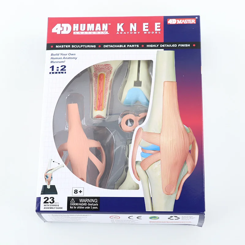 Modelo anatômico 4d de órgãos humanos da articulação do joelho, quebra-cabeça de ensino médico, montagem de brinquedos, popularização científica diy - Image 2
