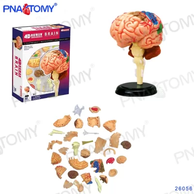 Mini Modelo de Freio Humano Destacável, 4D MASTER HUMAN MODELOS Mecânicos, Brinquedos DIY, Corpo e Corpo Ferramenta Educacional, 32 Peças