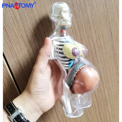 Quebra-cabeça anatômico do corpo humano 4d, quebra-cabeça educacional transparente para gravidez, modelo de ciências médicas