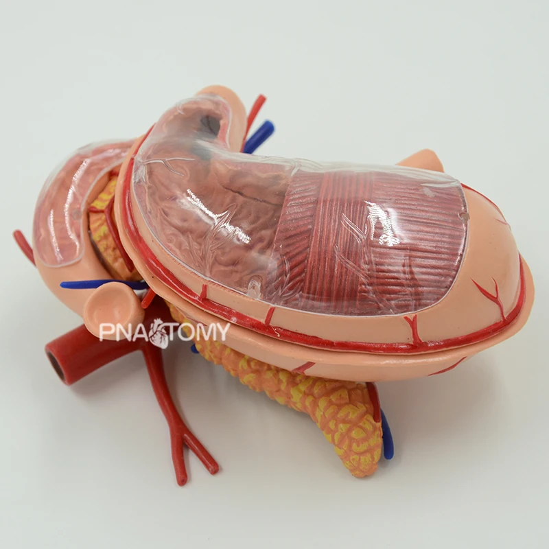 4d destacável estômago modelo removível órgãos humanos modelo anatômico equipamento educacional ciências médicas sistema digestivo - Image 2