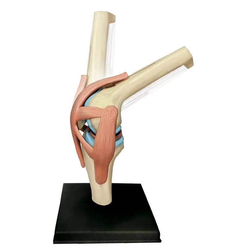 Modelo anatômico 4d de órgãos humanos da articulação do joelho, quebra-cabeça de ensino médico, montagem de brinquedos, popularização científica diy - Image 5