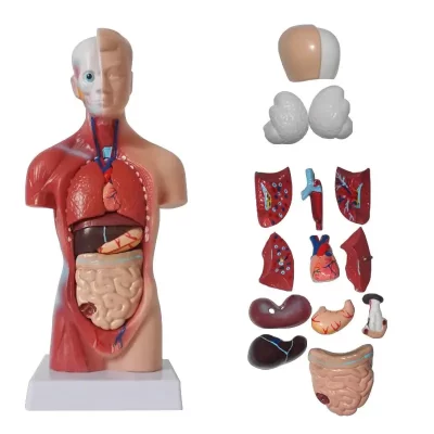 Órgãos Internos para Ensinar Aids, Modelo do Corpo do Tronco Humano, Anatomical Anatomical Medical