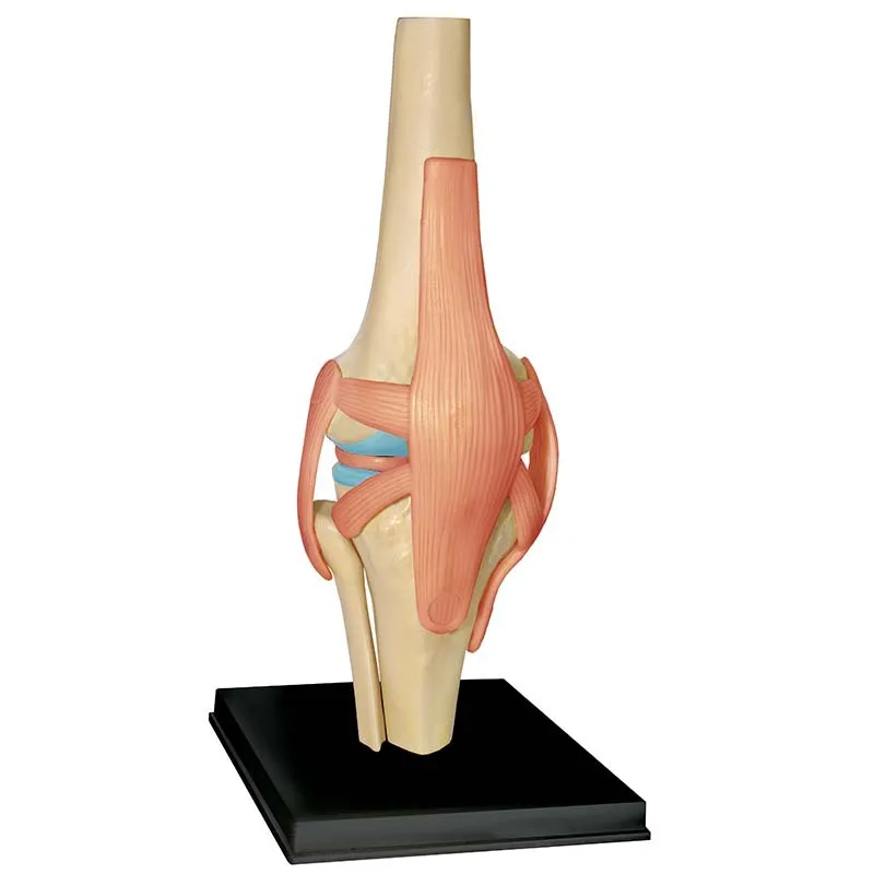Modelo anatômico 4d de órgãos humanos da articulação do joelho, quebra-cabeça de ensino médico, montagem de brinquedos, popularização científica diy - Image 6