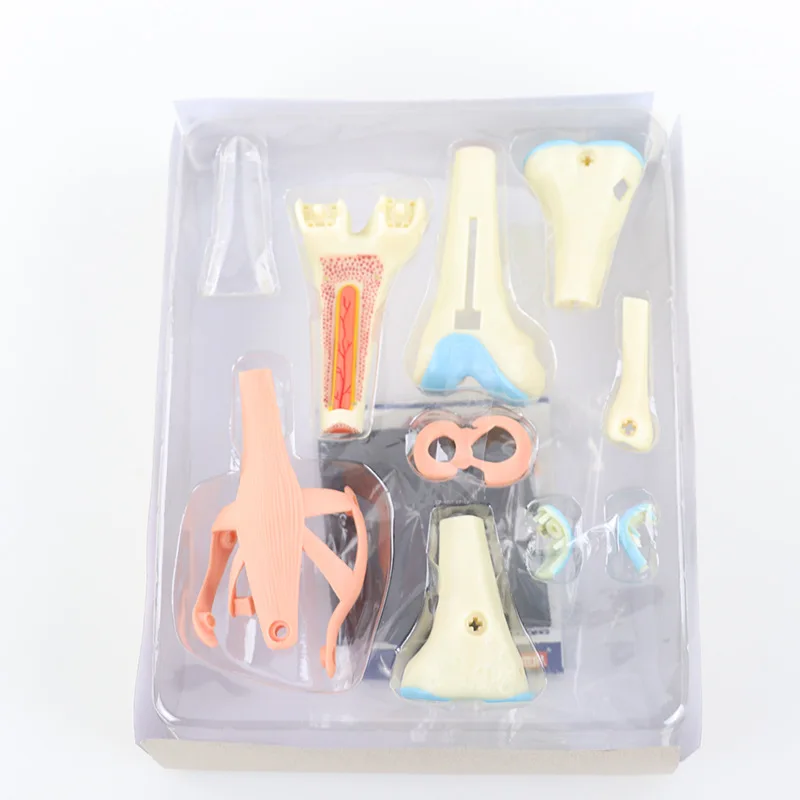 Modelo anatômico 4d de órgãos humanos da articulação do joelho, quebra-cabeça de ensino médico, montagem de brinquedos, popularização científica diy - Image 3