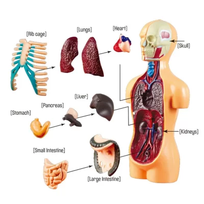 Modelo de corpo do tronco humano com órgãos internos removíveis, Anatomia, Ferramentas médicas, Ferramentas anatômicas