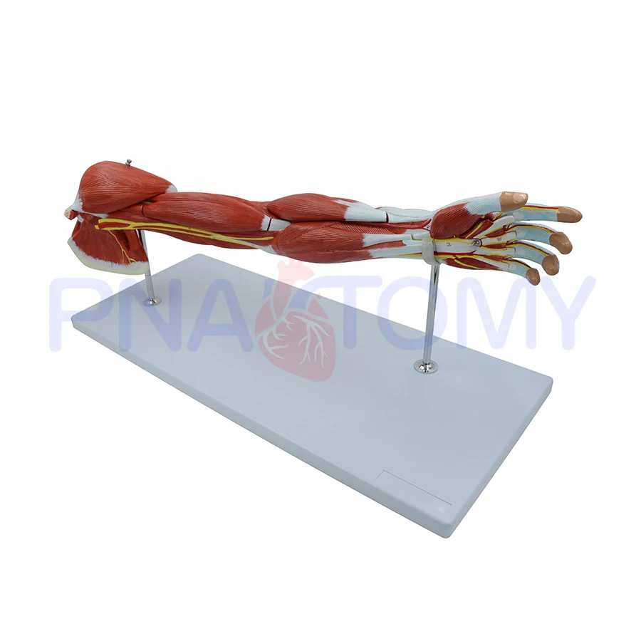 Anatomia dos músculos do braço humano 7 partes sistema muscular mão nervos e vasos sanguíneos anatômico modelo ciência decoração PNT-0331