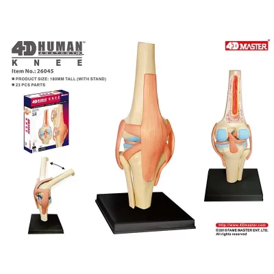 Modelo anatômico 4d de órgãos humanos da articulação do joelho, quebra-cabeça de ensino médico, montagem de brinquedos, popularização científica diy