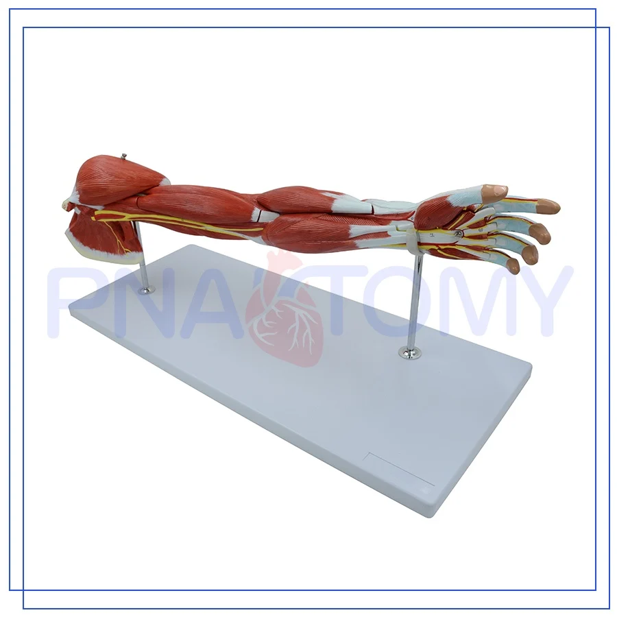 Anatomia dos músculos do braço humano 7 partes sistema muscular mão nervos e vasos sanguíneos anatômico modelo ciência decoração PNT-0331 - Image 2