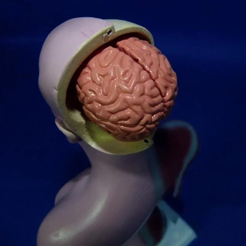 28cm modelo anatômico do corpo de torso humano, modelo de corpo anatômico do coração, esqueleto do cérebro, órgões internos para ensino de medicina, materiais de aprendizado - Image 6