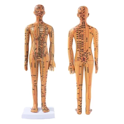 Modelo de acupuntura masculino feminino 35cm com pontos chineses e base pvc modelo de acupuntura de corpo humano modelo de ponto de acupuntura diy