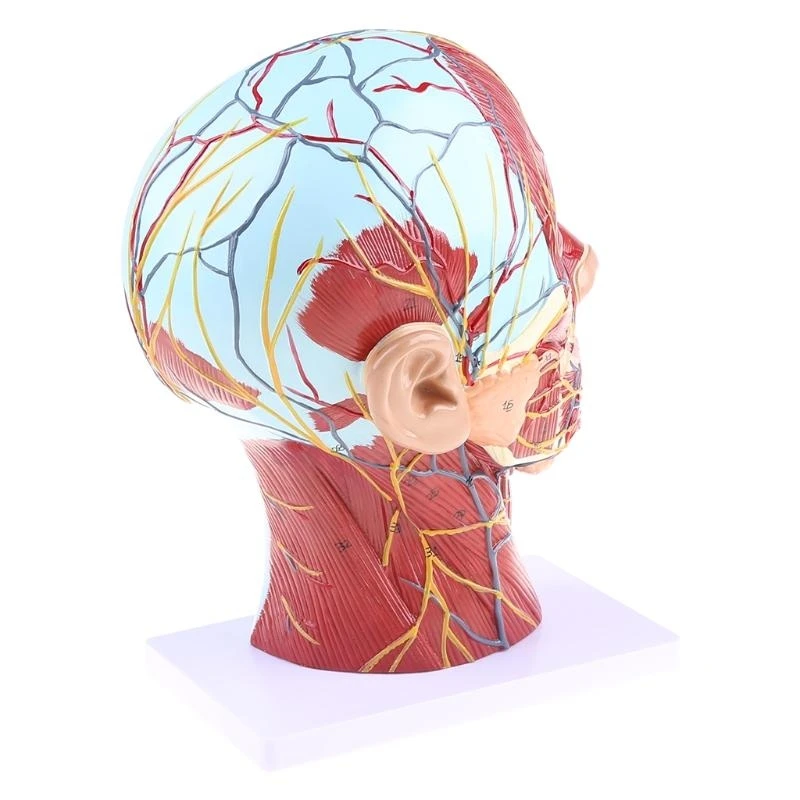 W89C Human Anatomical Meia para a cabeça Face Anatomy Medical Neck Mediana Seção ST - Image 5
