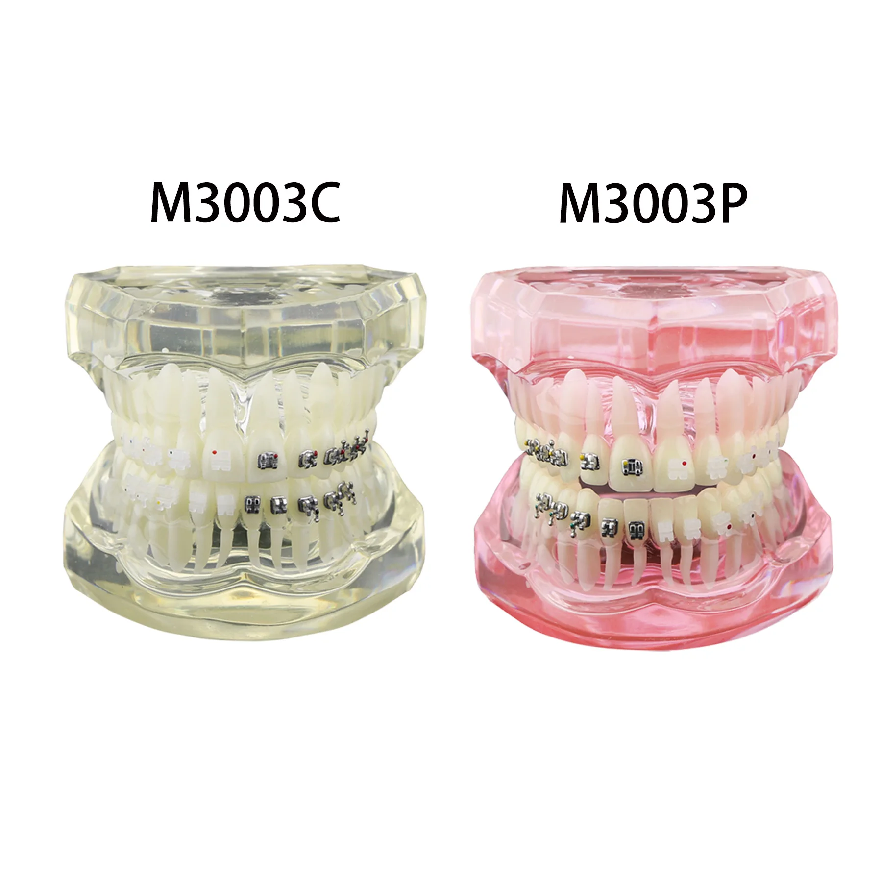 Modelo de dentes ortodônticos dentários Typodont com suporte cerâmico de metal autoligado, ligadura de retentor lingual Hawley, demonstração padrão - Image 2