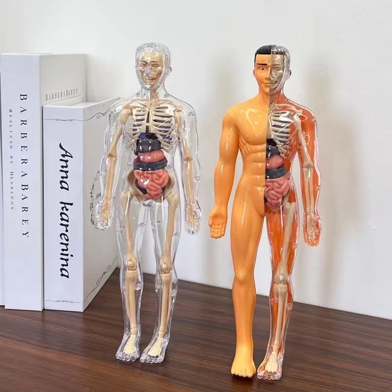 Modelo de torso de corpo humano 3d para crianças, esqueleto de anatomia removível, órgão de simulação e esqueleto, modelos de educação corporal de osso destacável - Image 3