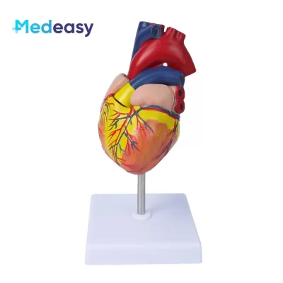 Modelo anatômico de coração humano em tamanho real 1:1, modelo educacional médico de anatomia cardíaca, recursos de ensino de ciências médicas