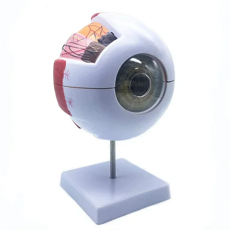 Modelo de globo ocular humano modo de ampliação ocular l anatomia ocular mod el professor da escola guias modelos de ensino de globo ocular humano medicina - Image 2