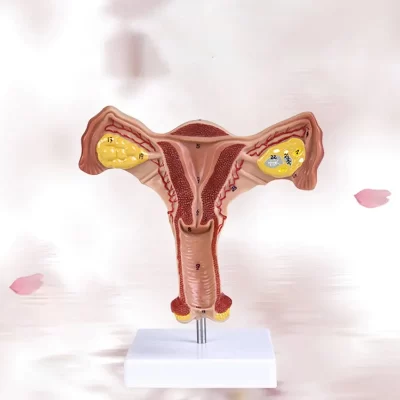 1:1 útero feminino humano ovário fallope tubos modelo anatômico anatomia humana ferramentas de ensino médico