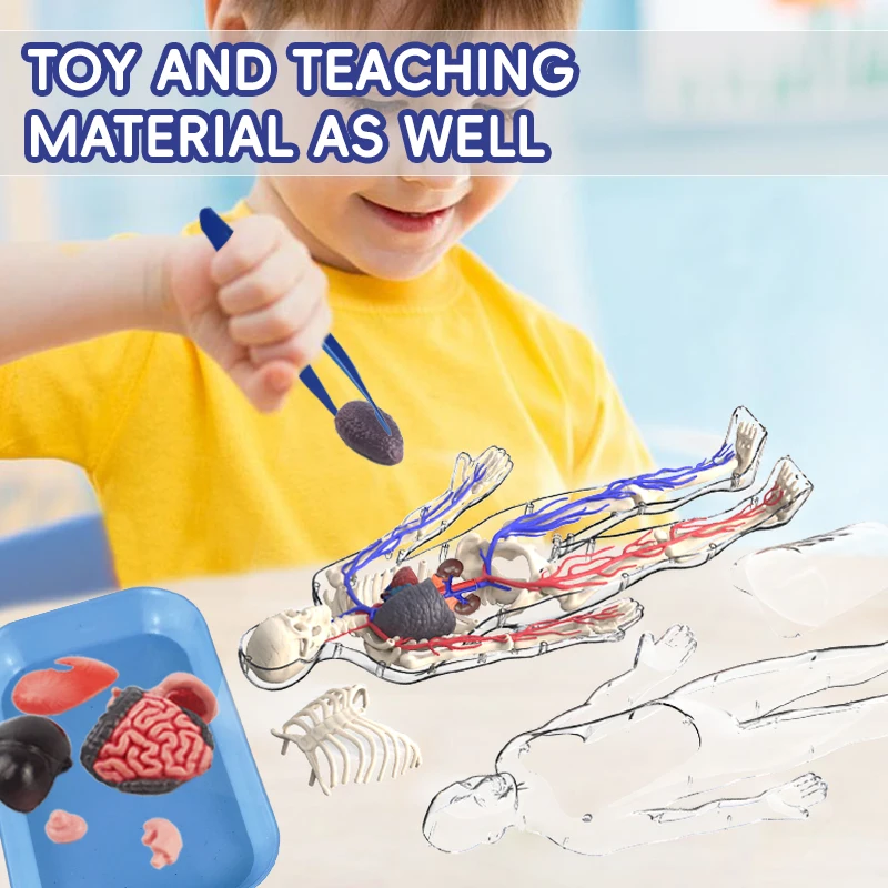 Modelo de anatomia do corpo humano 4d com vaso sanguíneo crianças plástico diy esqueleto brinquedo ciência humano vascular maniki para educação de haste - Image 5