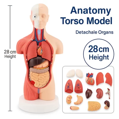 Modelo de anatomia do torso humano de 28 cm com vísceras, órgãos destacáveis de esqueleto cerebral para ensino médico avançado, estudo e demonstração