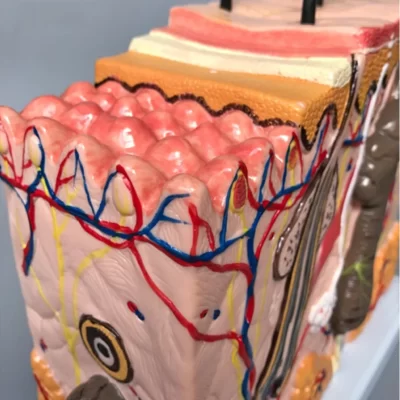 35x 50x modelo de ciências médicas profissionais camadas de anatomia da pele humana de tecido de cabelo estrutura interna para treinamento de ensino