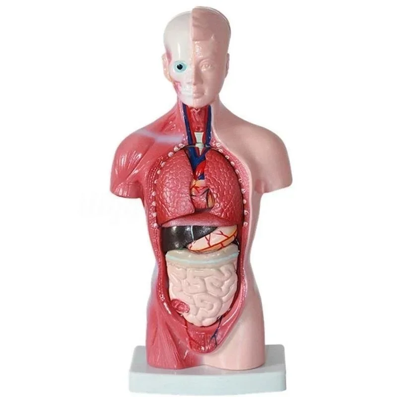 28cm modelo anatômico do corpo de torso humano, modelo de corpo anatômico do coração, esqueleto do cérebro, órgões internos para ensino de medicina, materiais de aprendizado - Image 3