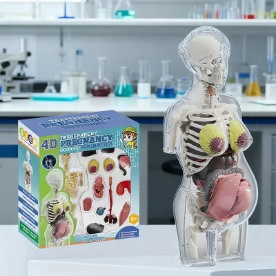 4d transparente gravidez humana torso metade do corpo modelo anatomia esqueleto anatômico órgãos internos médicos crianças ensino aprendizagem