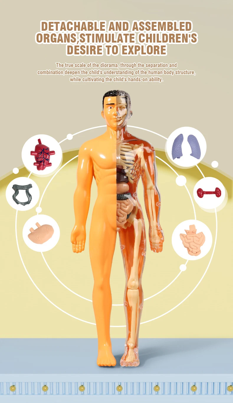 Modelo de torso de corpo humano 3d para crianças, esqueleto de anatomia removível, órgão de simulação e esqueleto, modelos de educação corporal de osso destacável - Image 5