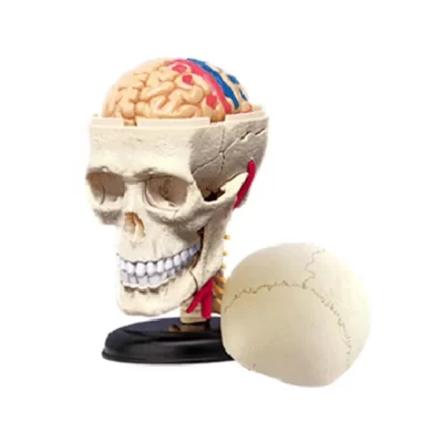 4d crânio anatomia humana modelo réplica crânio osso corpo corpo órgãos modelo suprimentos médicos e equipamentos