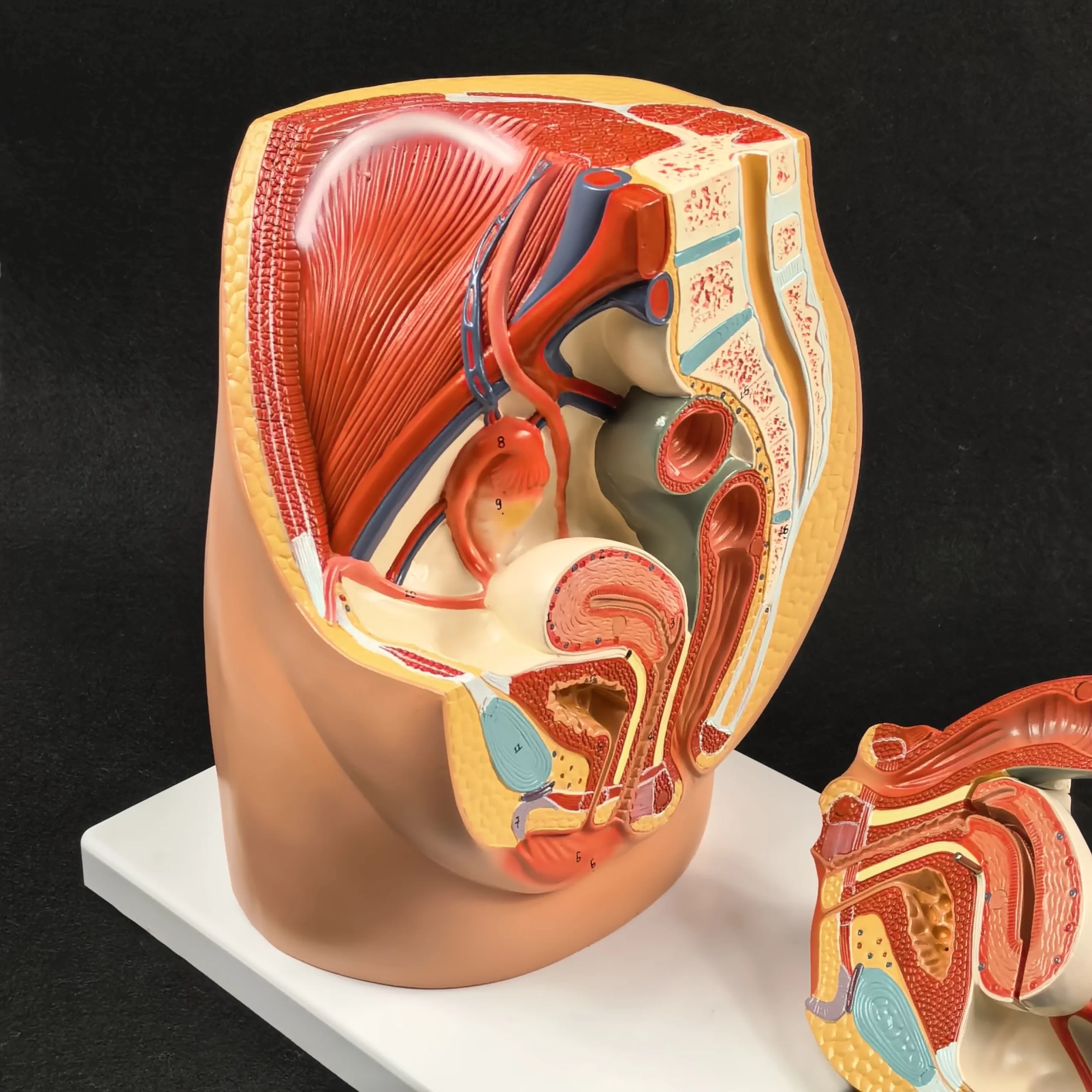 Seção pélvica feminina humana em pvc, modelo médico anatômico, anatomia da pelve, geniturinária, uterina, ginecológica, alta qualidade