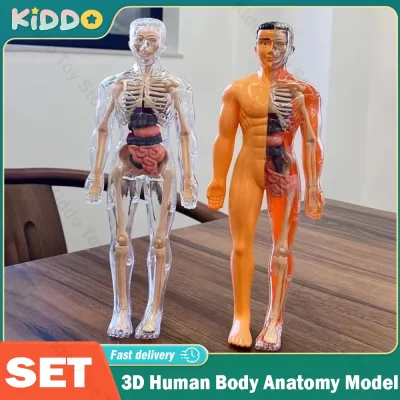 Modelo de torso de corpo humano 3d para crianças, esqueleto de anatomia removível, órgão de simulação e esqueleto, modelos de educação corporal de osso destacável