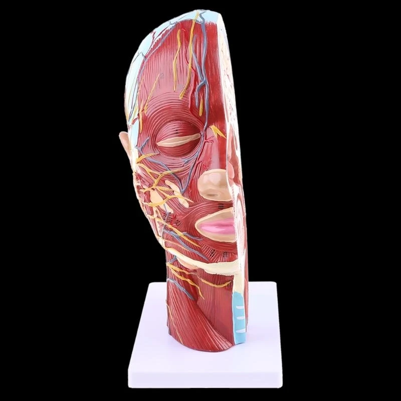 W89C Human Anatomical Meia para a cabeça Face Anatomy Medical Neck Mediana Seção ST