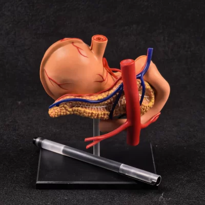 Kit de modelo educacional de anatomia de estômago humano e órgãos internos em PVC 4D Vision - Auxílio para treinamento de montagem com 9 peças