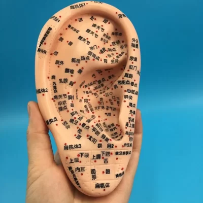 Modelo de ponto de acupuntura e moxabustão humana, modelo de ponto de acupuntura e moxabustão, molde de orelha de 16cm
