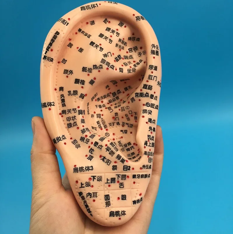 Modelo de ponto de acupuntura e moxabustão humana, modelo de ponto de acupuntura e moxabustão, molde de orelha de 16cm